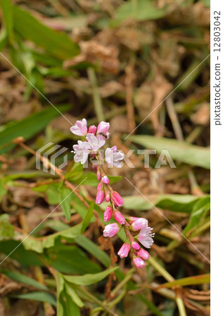 Plants · Flounder family 12803042