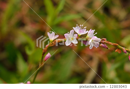 Plants · Flounder family 12803043