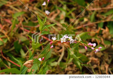 Plants · Flounder family 12803044