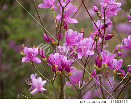 Mitsuba Azalea 12803215