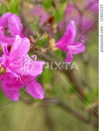 Mitsuba Azalea 12803225