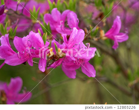 Mitsuba Azalea 12803226