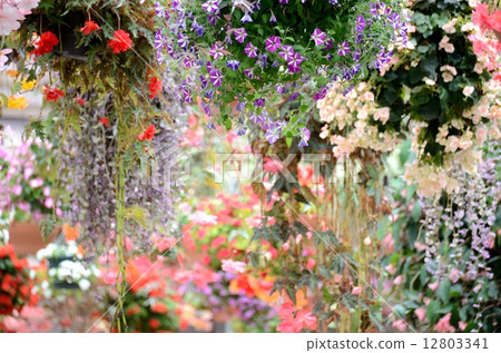 Many hanging baskets 12803341