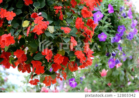 許多吊籃 許多吊籃 12803342