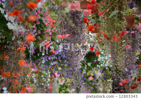 許多吊籃 許多吊籃 12803343