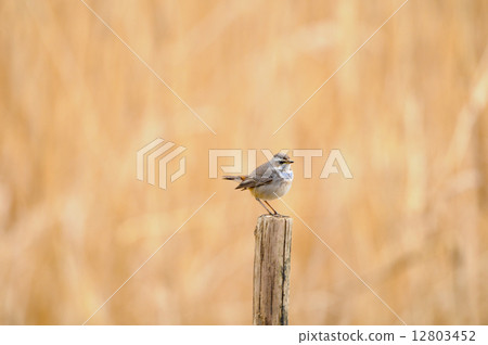 Ogawa spider 12803452