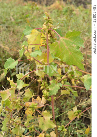 植物·Melonaceae Asteraceae 植物·Melonaceae Asteraceae 12803485