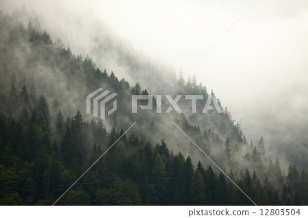 Forest Fog 12803504