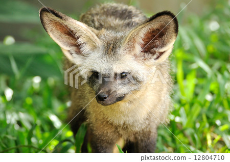 Single bat-eared-fox in public zoo, 12804710