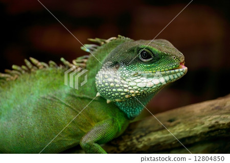 Iguana 12804850