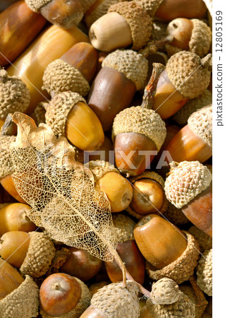 ripe acorns ripe acorns 12805169