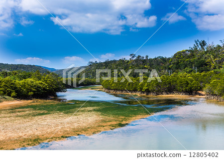 Hirugi forest (Mangrove) in Keijima Bay, Okinawa 12805402