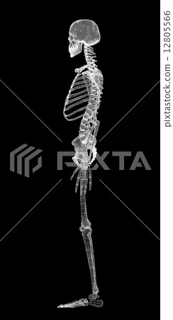 Human body, skeleton Human body, skeleton 12805566