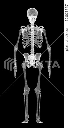 Human body, skeleton Human body, skeleton 12805567