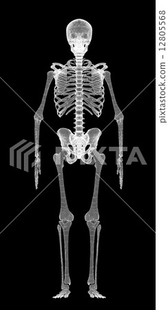 Human body, skeleton 12805568