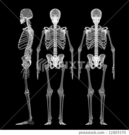 Human body, skeleton 12805570