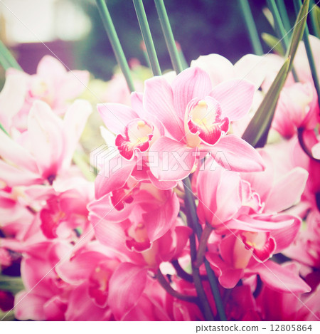 Beautiful pink orchids with retro filter effect 12805864