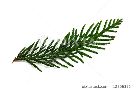 Thuja branch isolated on white background 12806355