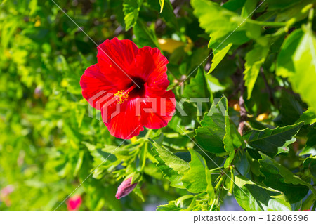 Red hibiscus Red hibiscus 12806596