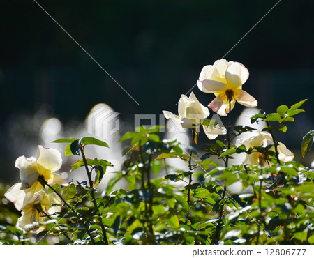 Roses and fountains 12806777