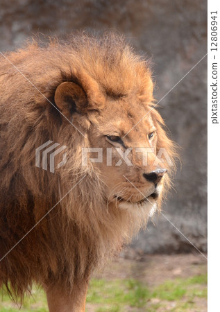 Male lion Male lion 12806941