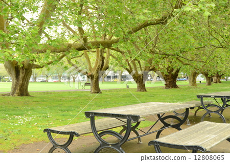 Victoria Park 12808065