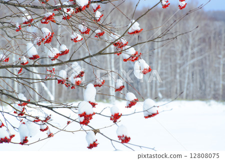 Nanakamado and snow Nanakamado and snow 12808075