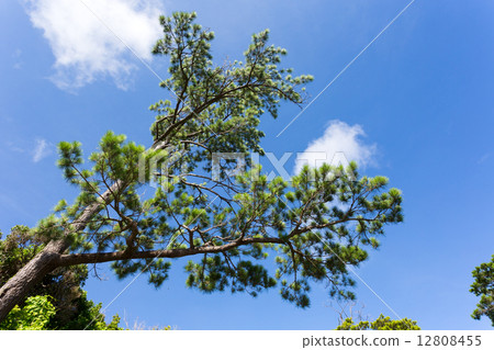 Tropical pine tree, Ryukyu pine 12808455