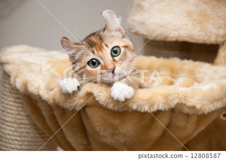 Cat pans 12808587
