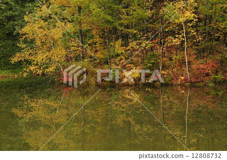 Autumn leaves and lake side 12808732