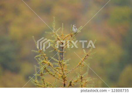 Karamatsu with yellow leaves and thrush 12808735