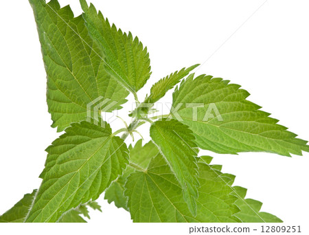 nettle isolated nettle isolated 12809251
