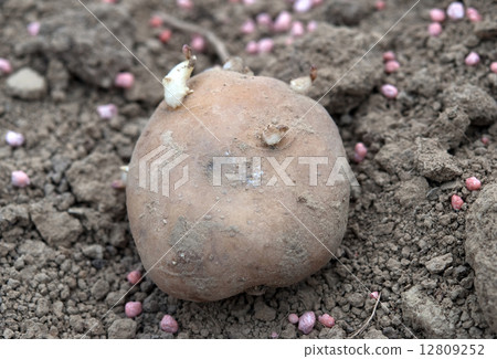 potato in earth potato in earth 12809252
