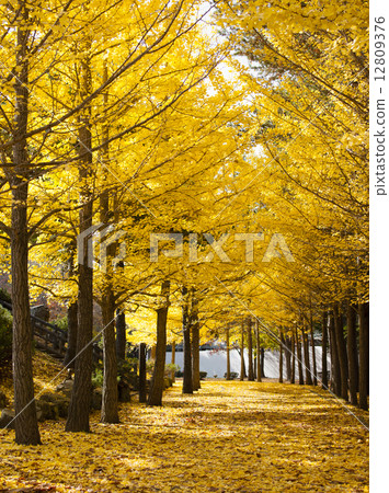 Gingko (Sapporo Nishioka Park) Gingko (Sapporo Nishioka Park) 12809376