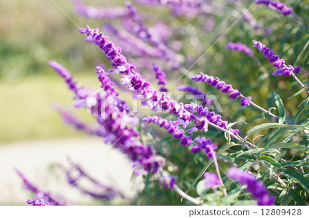 Amethyst Sage 12809428