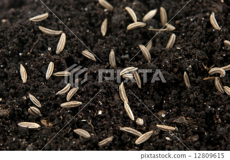 seeds of cumin seeds of cumin 12809615