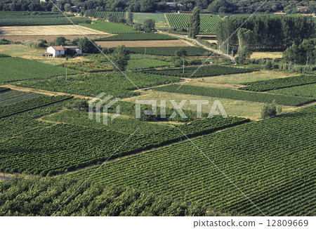 普羅旺斯的葡萄農場 12809669