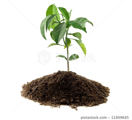 plant plant 12809685