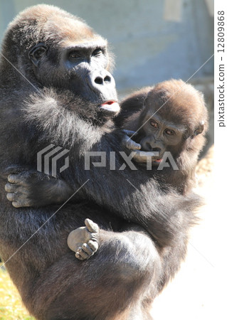 Baby in a nigrilora 12809868