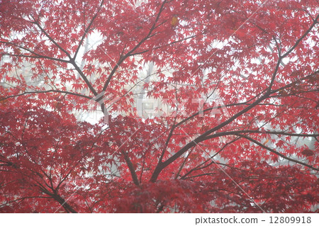 Autumn leaves of maple Autumn leaves of maple 12809918