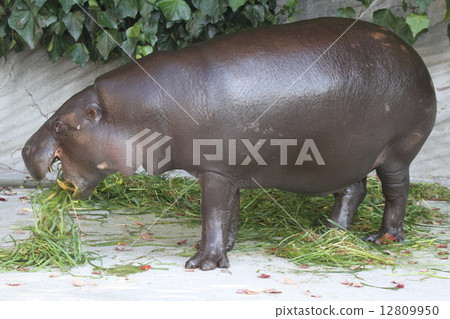The four greatest animal of the world Kobitkova 12809950