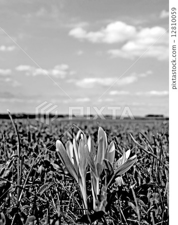 saffron blooming 12810059