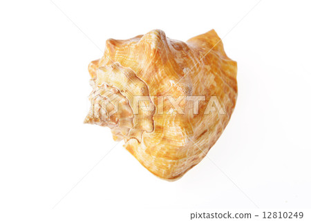sea shell 12810249