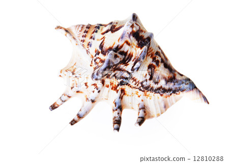 sea shell 12810288