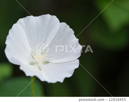 White and clean Anoda Cresta 12810455