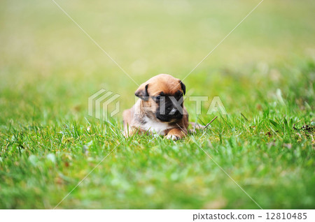 puppy belgian shepherd malinois 12810485