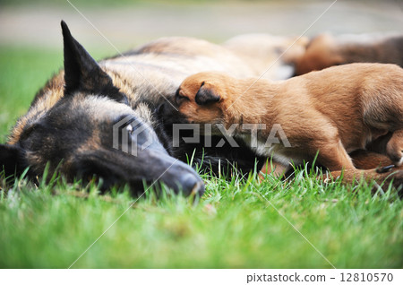 female dog with puppies female dog with puppies 12810570