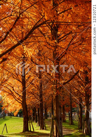 A tree of trees shining golden 2 12810721