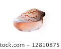 sea shell 12810875