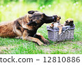 dog  with puppies 12810886